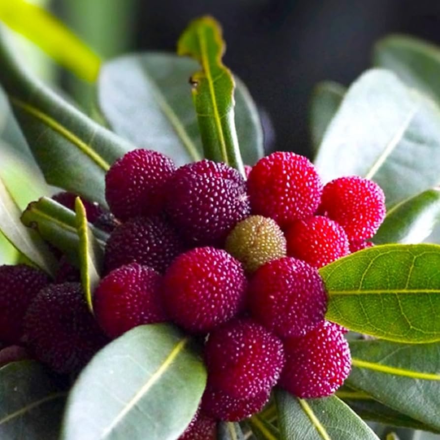 Bayberry Seeds for Planting - High Quality