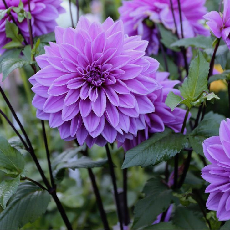 Violet Dahlia Flower Seeds for Planting Compact Growth Heirloom & GMO Free Seeds for Home Garden
Sale