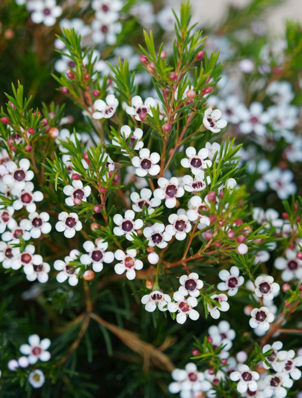 Geraldton Flower seeds blooming in flower beds, containers, borders, and pollinator-friendly gardens
