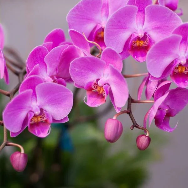 Phalaenopsis Flower seeds for Planting Cottage Garden Essential Heirloom & GMO Free Seeds for Home Garden