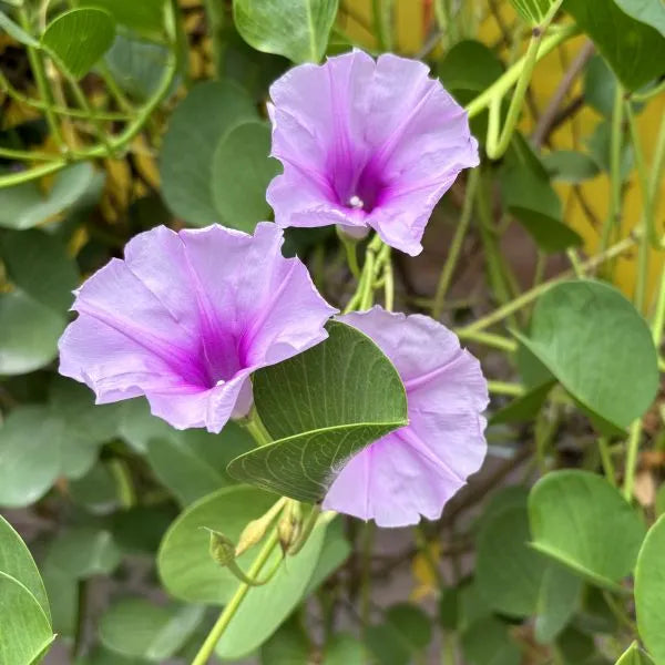 Ipomea (Ipomea Pescaprae) seeds for planting in home garden