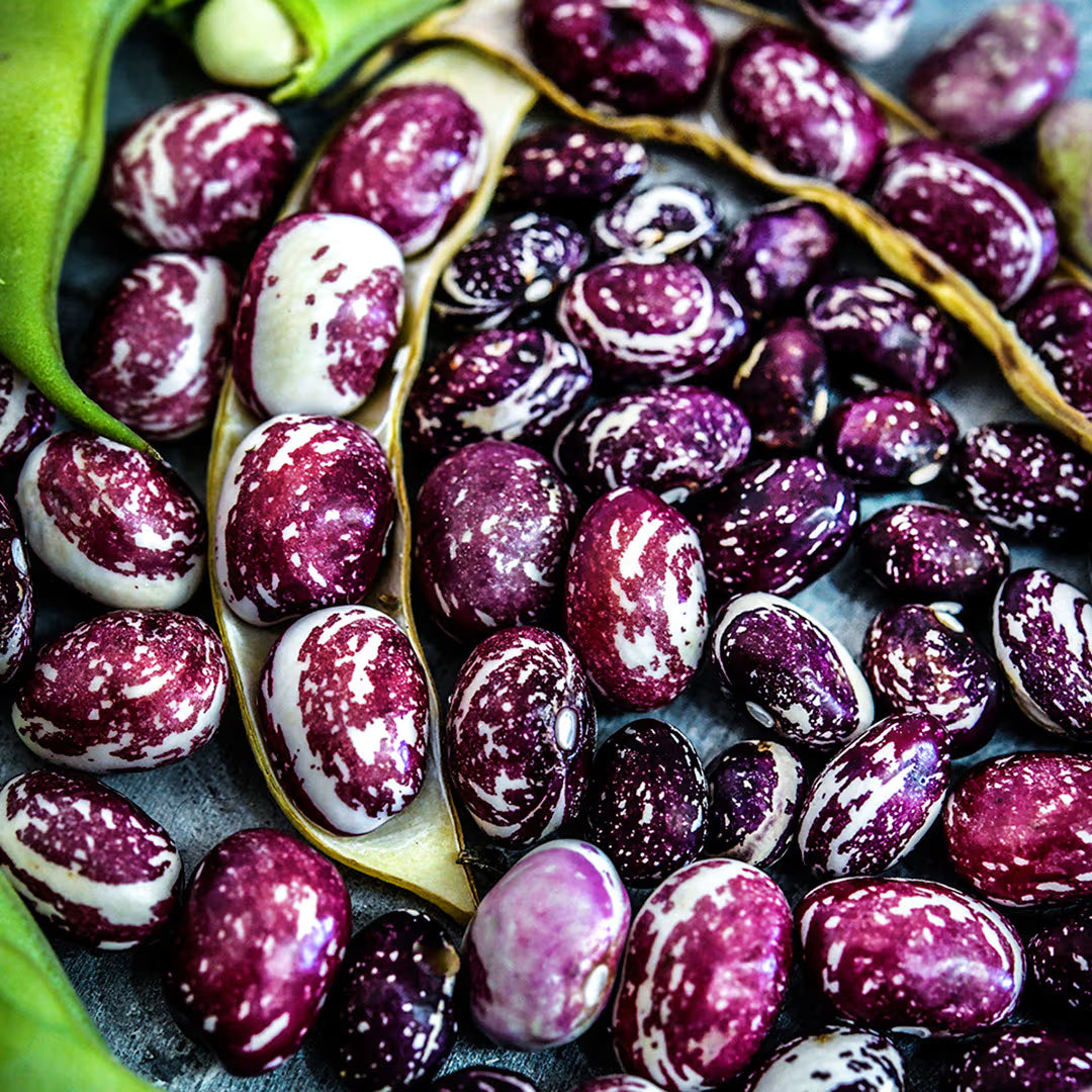 Pink & White Pinto Bean Seeds for Planting