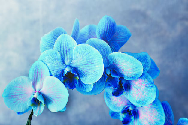Blue-Purple Phalaenopsis Orchid Seeds Flower seeds for Planting - Perfect for Borders, Heirloom & GMO Free Seeds for Hom