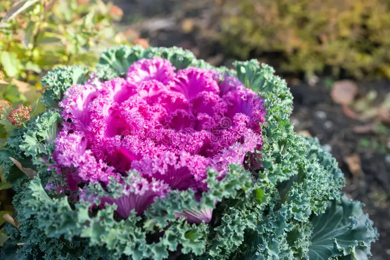 Pink Nagoya Kale Seeds for Planting - Vibrant Vegetable Variety