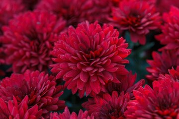 Deep Red Chrysanthemum Flower seeds for Planting - Compact Growth, Heirloom & GMO Free Seeds for Home Garden