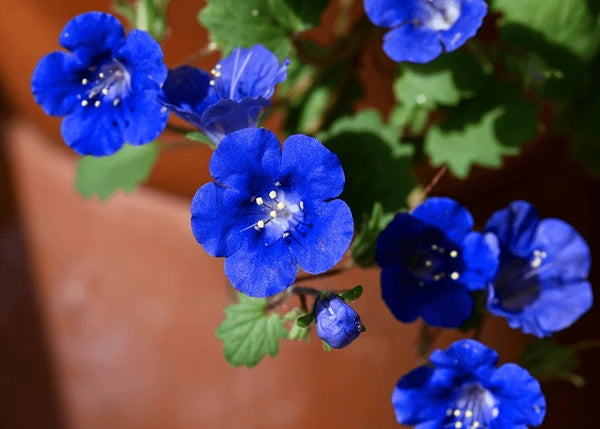 Heirloom Campanularia Flower seeds for Planting Seasonal Bloomer Heirloom & GMO Free Seeds for Home Garden