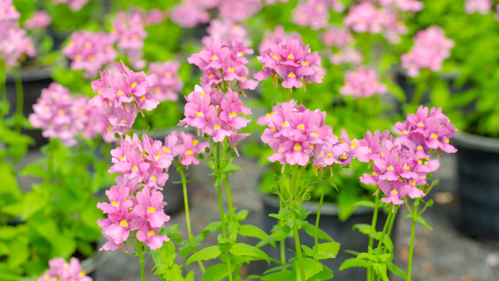 Pink Nemesia Poetry Seeds for Planting - Easy to Grow Flower Seeds for Stunning Spring Garden Blooms Heirloom Non-GMO Se
