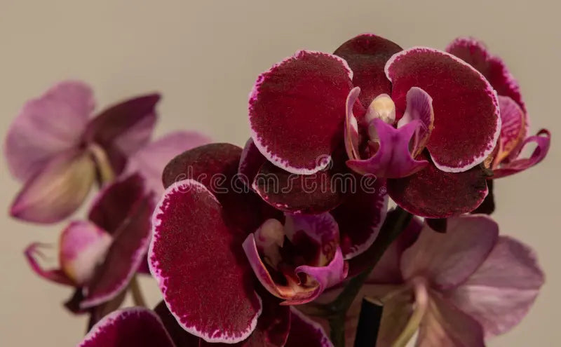 Maroon White Phalaenopsis Orchid Flower seeds for Planting - Cottage Garden Essential, Heirloom & GMO Free Seeds for Hom