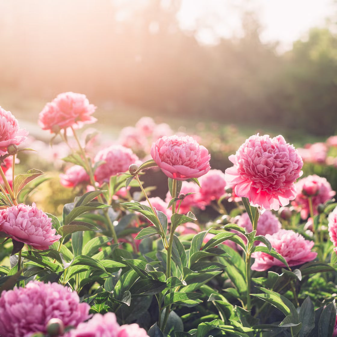 Garden Perennial Flower Seeds for Planting - Beautiful Year-Round Garden Blooms - Evergrowseeds