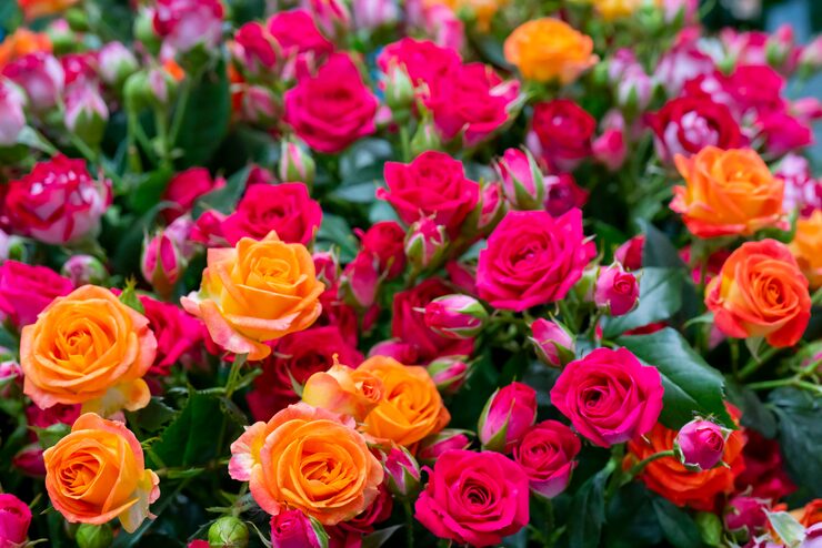 MultiColor Rose Flower Seeds for Planting Easy to Grow Heirloom & GMO Free Seeds for Home Garden
Sale
