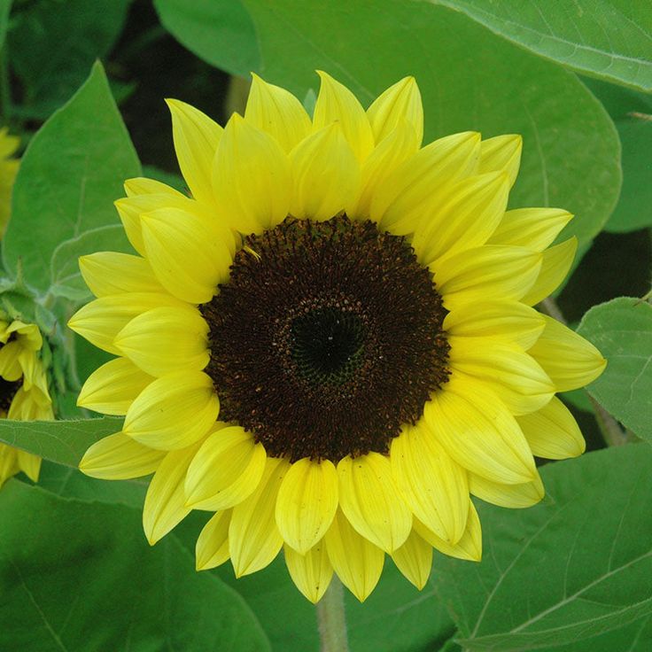 Light Yellow Sunflower Seeds for Planting Premium Quality Heirloom & GMO Free Seeds for Home Garden
Sale