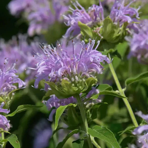 Lavender Beebal Flower seeds blooming in flower beds, containers, borders, and pollinator-friendly gardens