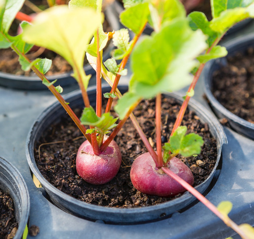 Beetroot Seeds Rare Vulgaris Organic Vegetable