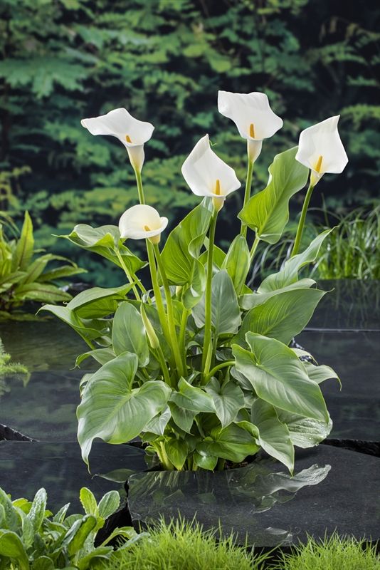 White Zantedeschia Aethiopica Flower seeds for Planting - Garden Favorite, Heirloom & GMO Free Seeds for Home Garden