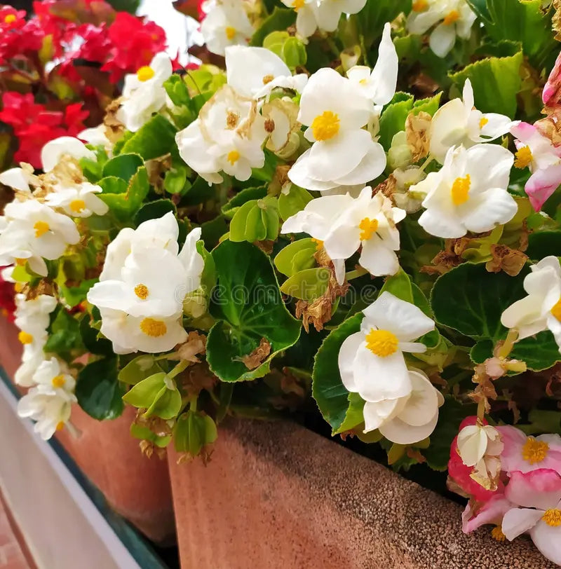 Begonia White Flower seeds for Planting - Wildflower Mix, Heirloom & GMO Free Seeds for Home Garden