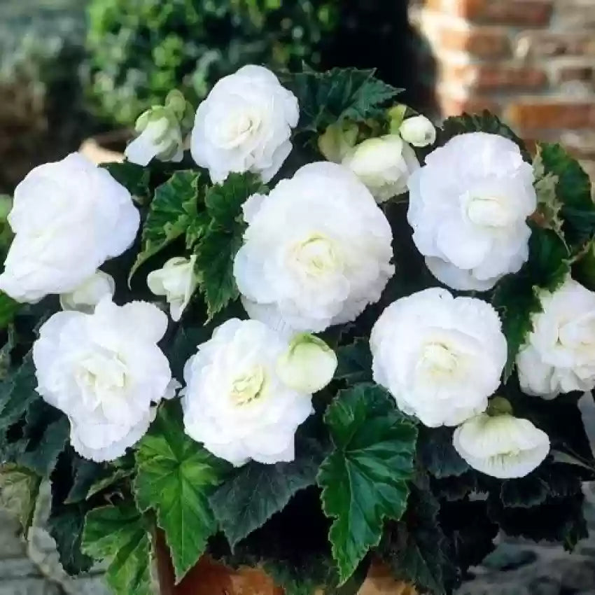 Begonia (Begonia Flower) seeds for planting in home garden