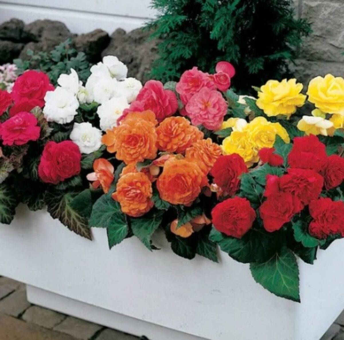 Begonia Nonstop Flower Planting Seeds for Vibrant Blooms - Perfect for Gardens and Containers - Evergrowseeds