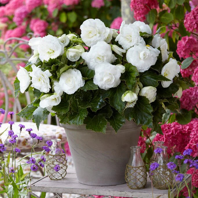 Tuberous Begonia Flower seeds for Planting - Sun Loving, Heirloom & GMO Free Seeds for Home Garden