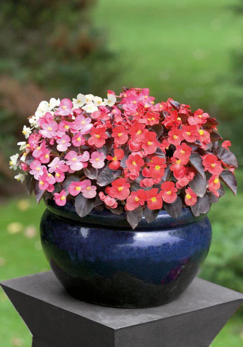 Begonia Flower seeds for Planting - Shade Tolerant, Heirloom & GMO Free Seeds for Home Garden