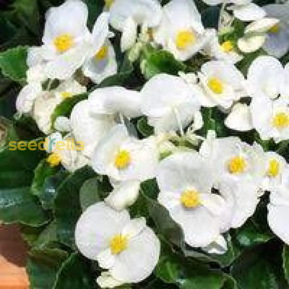 Begonia White Flower Seeds For Planting Elegant Annual Blooms Gardens & Pots