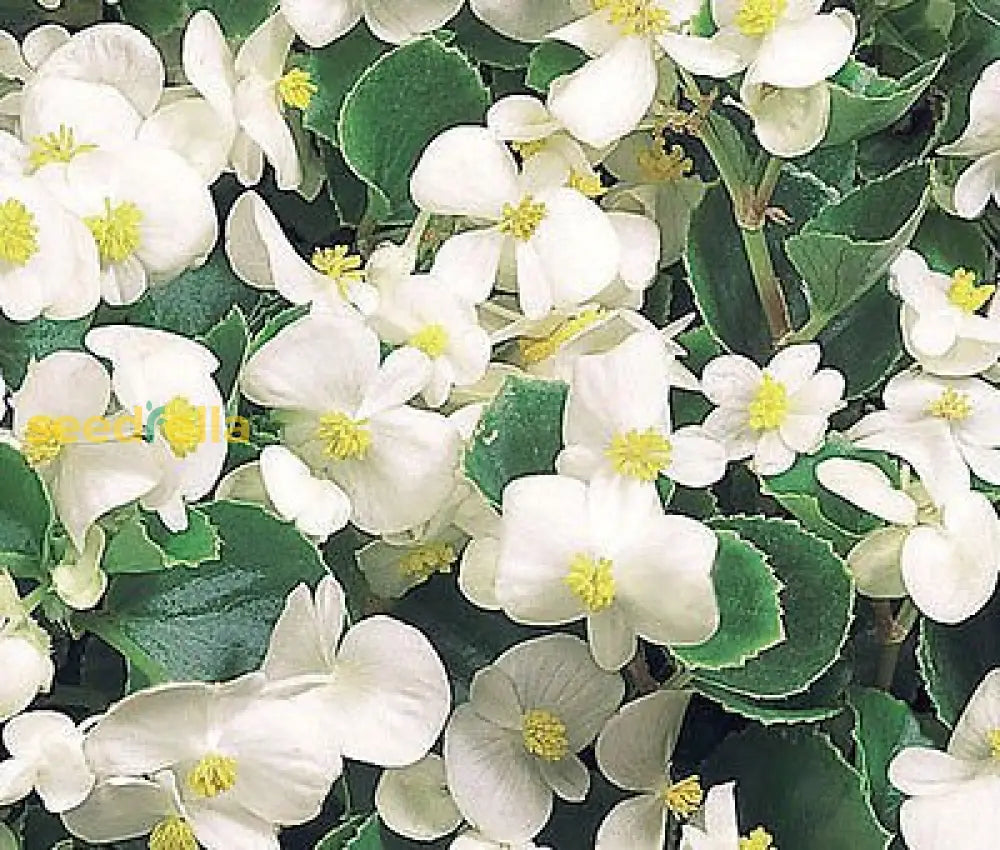 Begonia White Flower Seeds For Planting Elegant Annual Blooms Gardens & Pots