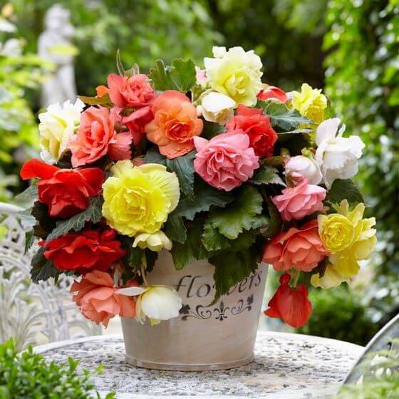 Begonia Flower seeds for Planting - Wildflower Mix, Heirloom & GMO Free Seeds for Home Garden