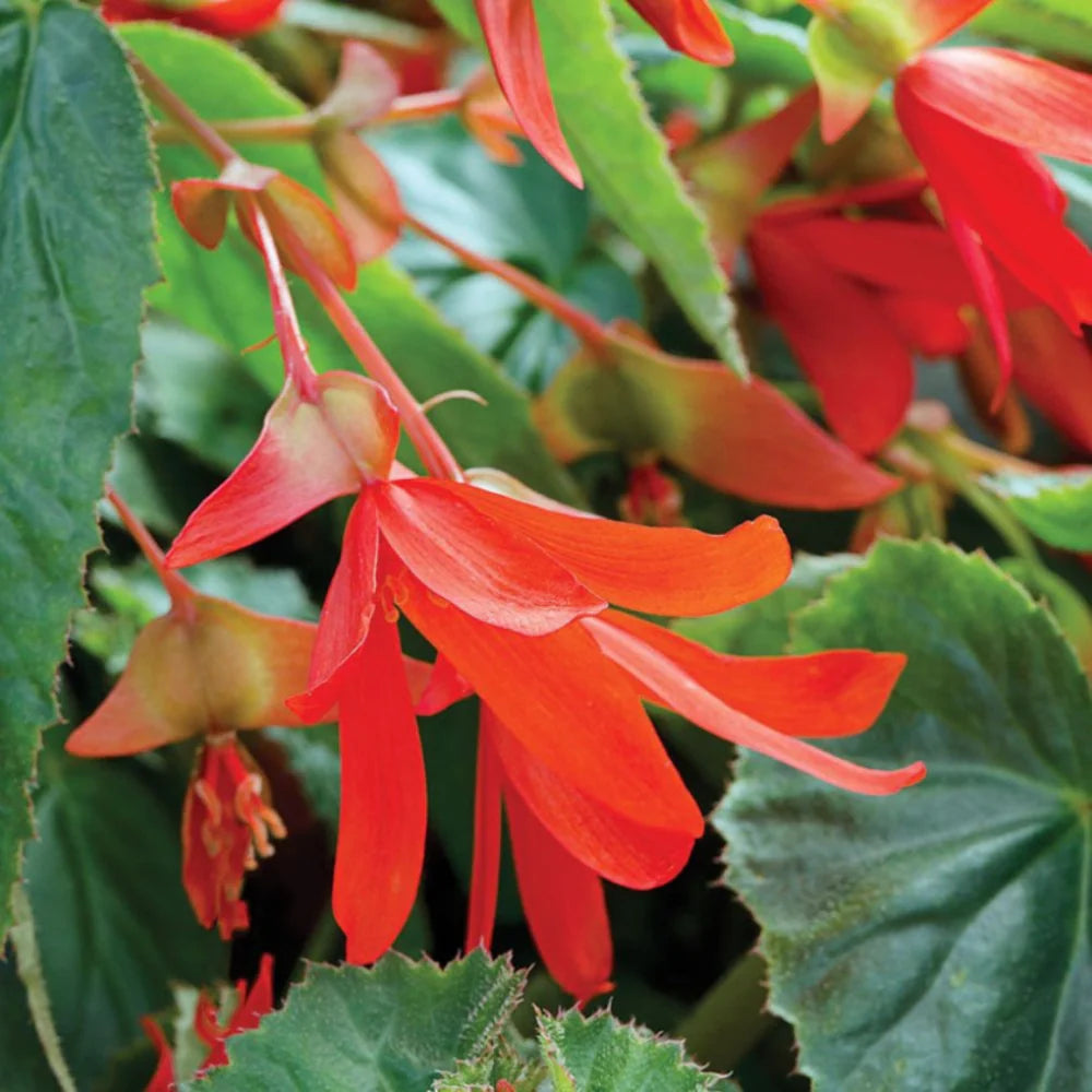Boliviensis Flower seeds for Planting - Vibrant Colors, Heirloom & GMO Free Seeds for Home Garden