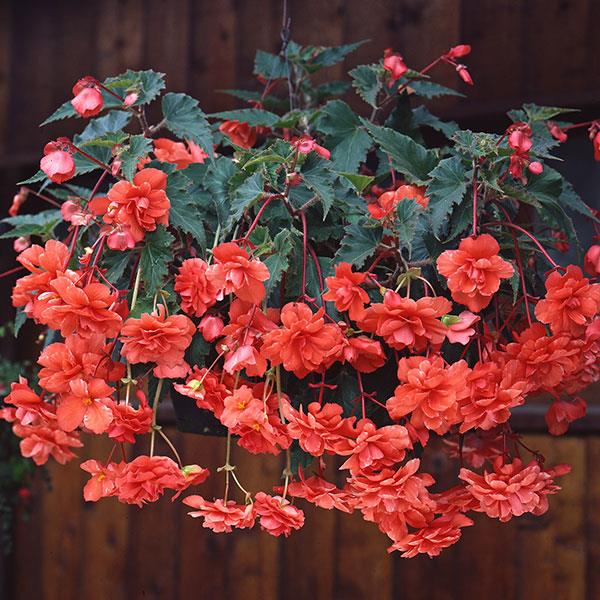 Orange Gloxinia Flower seeds for Planting - Long Bloom Season, Heirloom & GMO Free Seeds for Home Garden