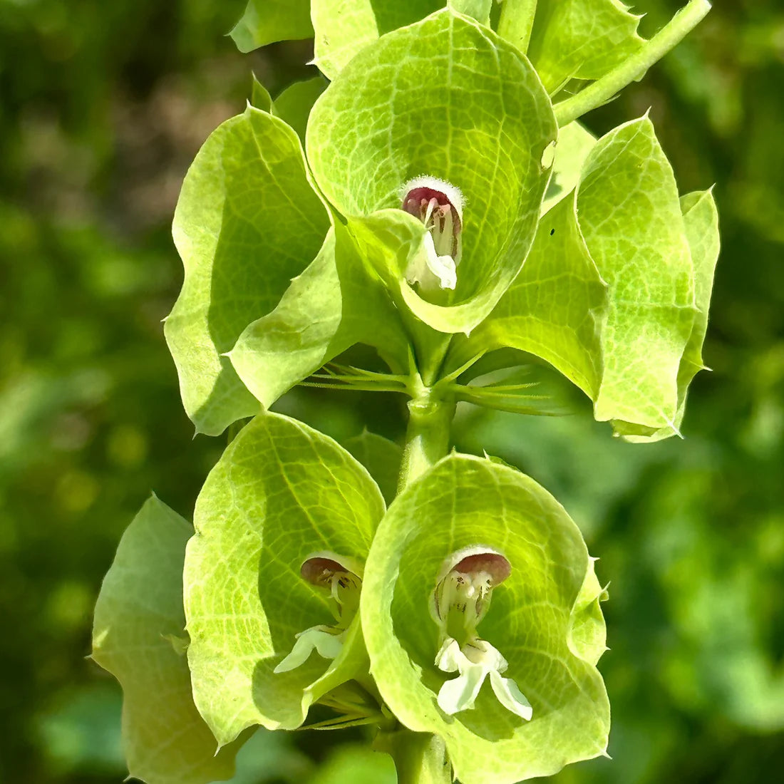 Bells of Ireland Seeds – Organic Non-GMO Green Cut Flower Plant