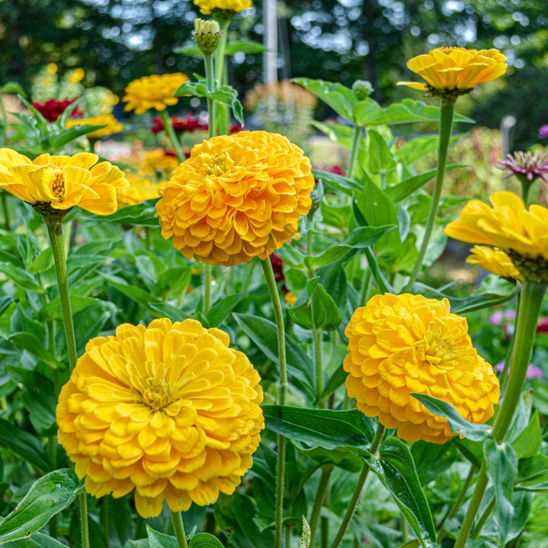 Yellow Zinnia Elegans Flower seeds for Planting - Premium Quality, Heirloom & GMO Free Seeds for Home Garden