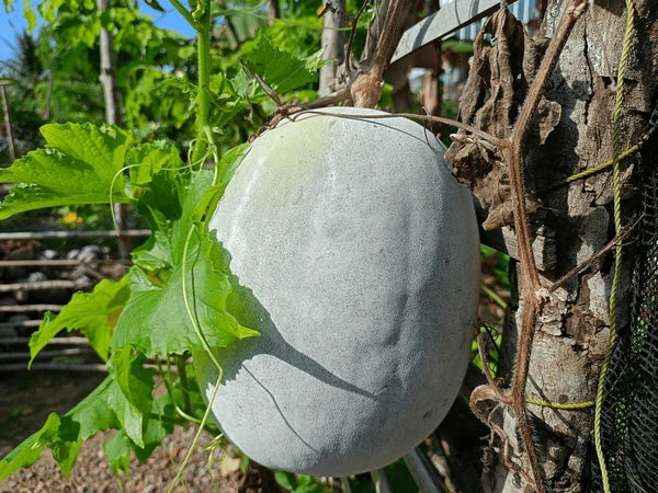 Winter Melon Vegetable Benincasa hispida Seeds for Planting in Vegetable Patch