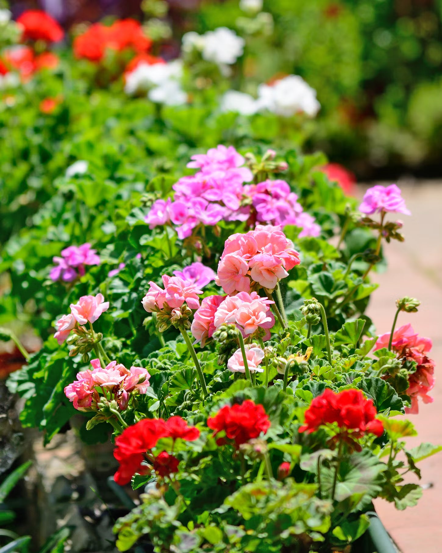 Geranium Flower Seeds for Planting - Vibrant Pink Red Annuals for Your Garden