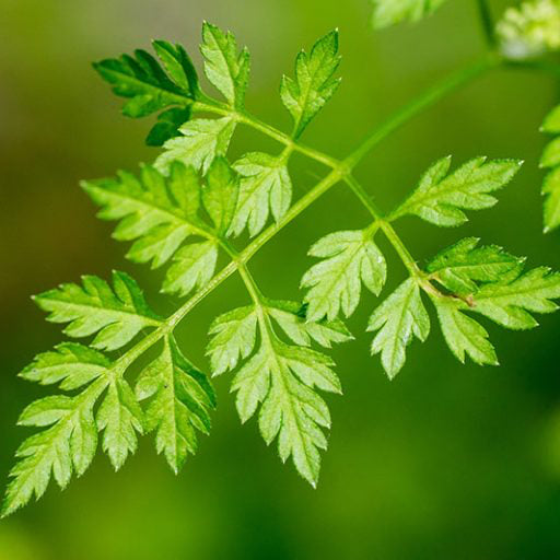 Heirloom Chervil Seeds – Fresh French Herb for Salads and Soups