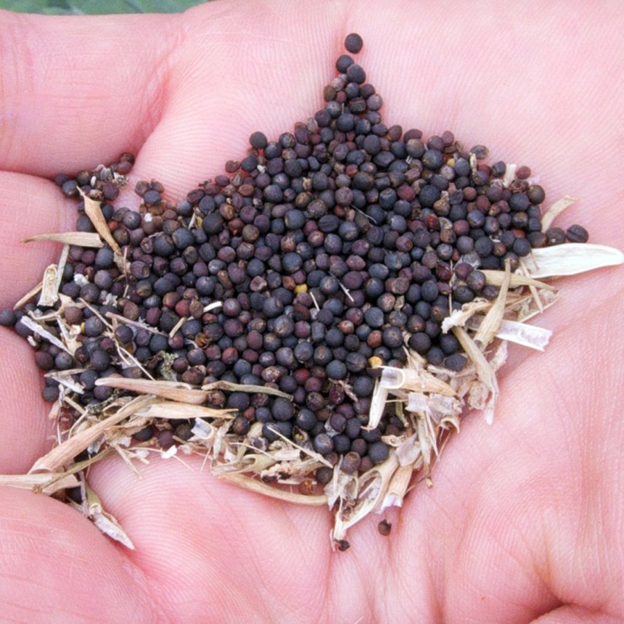 Organic Red Russian Kale Seeds – Hardy Garden Green with Red Veins