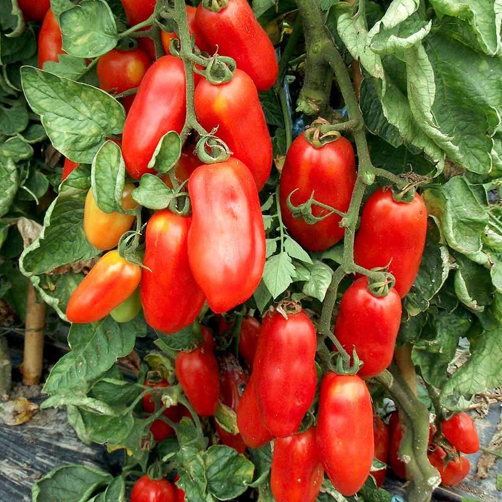 Premium Tomato Seeds – Organic Heirloom Varieties for Cooking