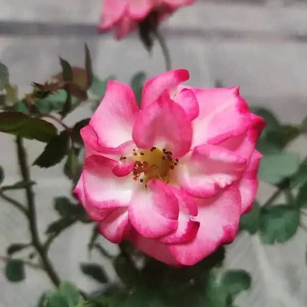 Betty Boop Rose Flower seeds for Planting - Compact Growth, Heirloom & GMO Free Seeds for Home Garden
Sale seeds for home garden
