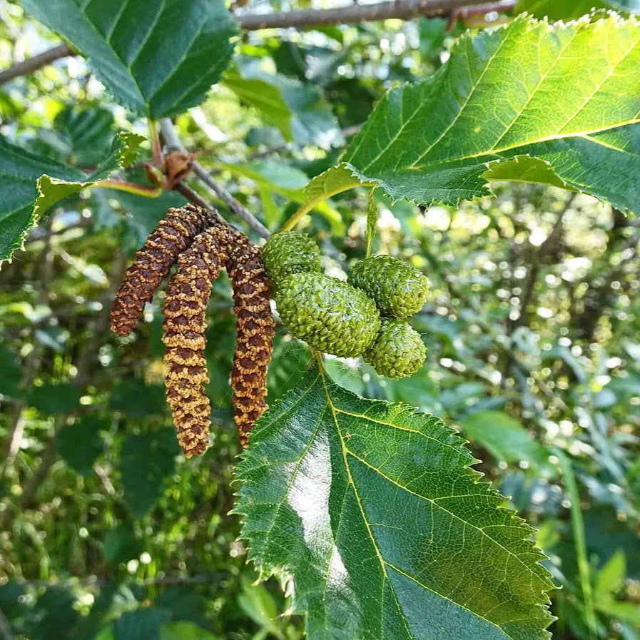 White Paper Birch Tree Seeds (Betula papyrifera) Seeds