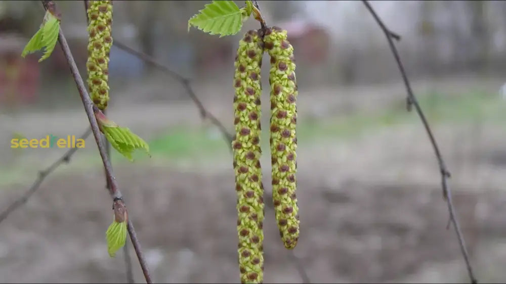 Betula Pendula Seeds For Easy Planting Plant Seeds