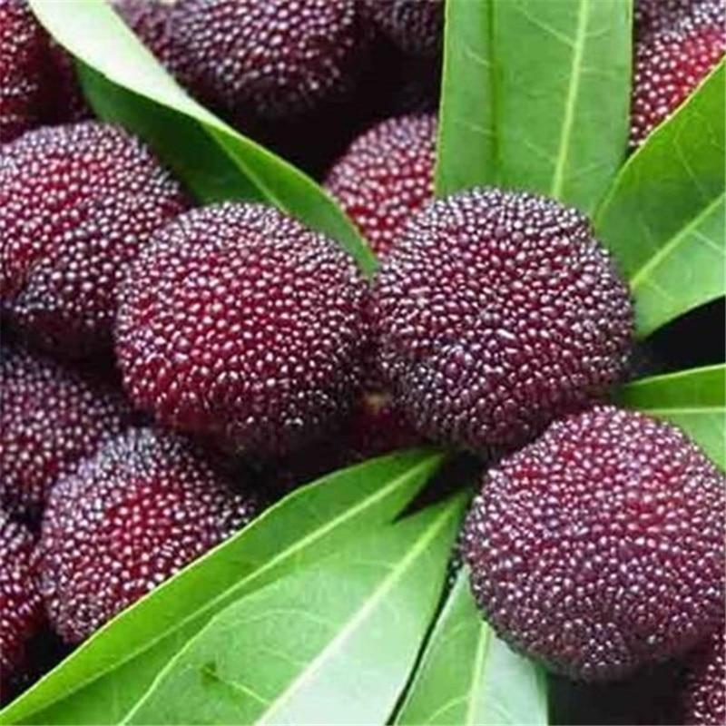 Arbutus Bayberry Fruit Seeds for Planting Lavender