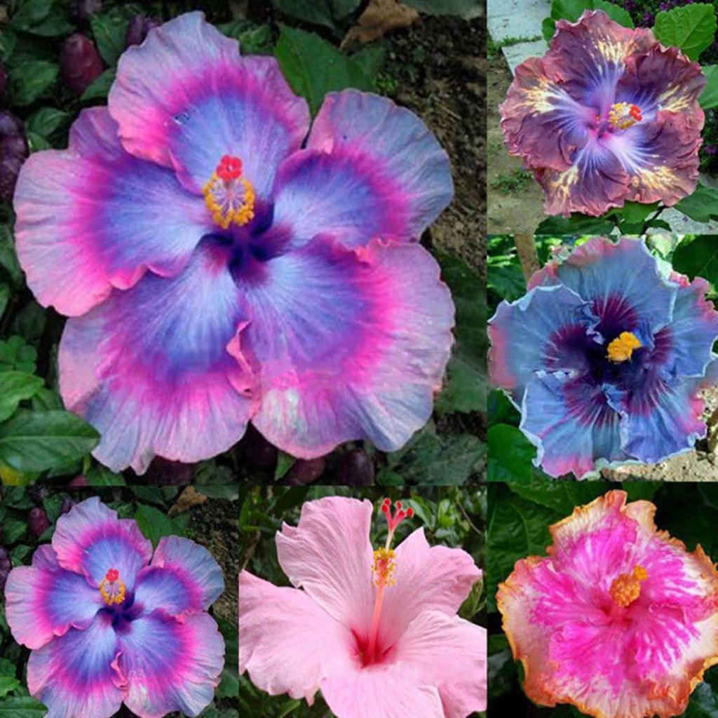 Hibiscus Flower seeds blooming in flower beds, containers, borders, and pollinator-friendly gardens