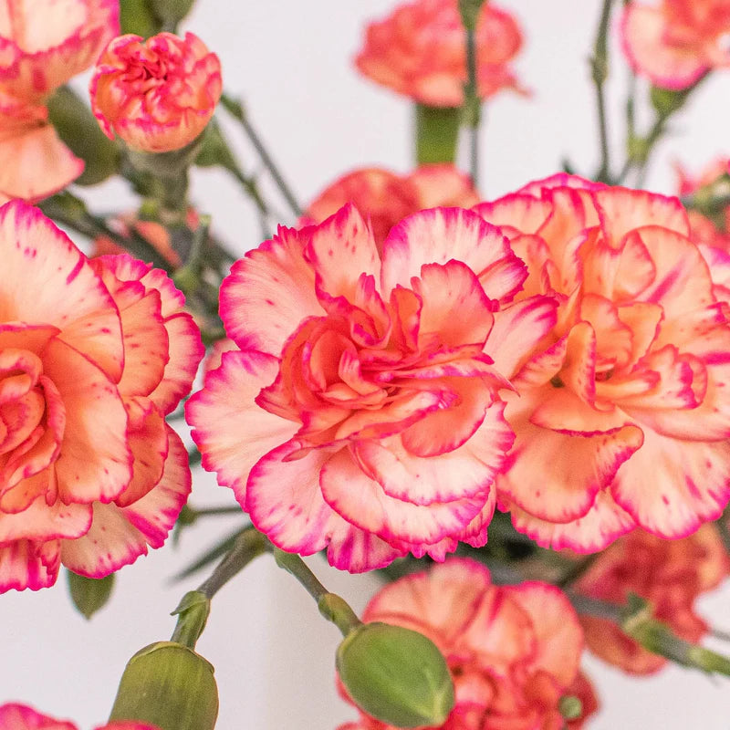 Orange Red Carnation Flower seeds blooming in flower beds, containers, borders, and pollinator-friendly gardens