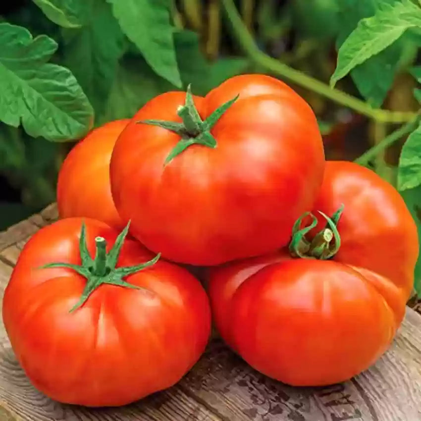 Big Huge tomato seeds for planting