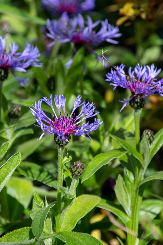 Blue Centaurea Montana Flower seeds for Planting - Fragrant Blossoms, Heirloom & GMO Free Seeds for Home Garden
Sale seeds for planting in home garden
