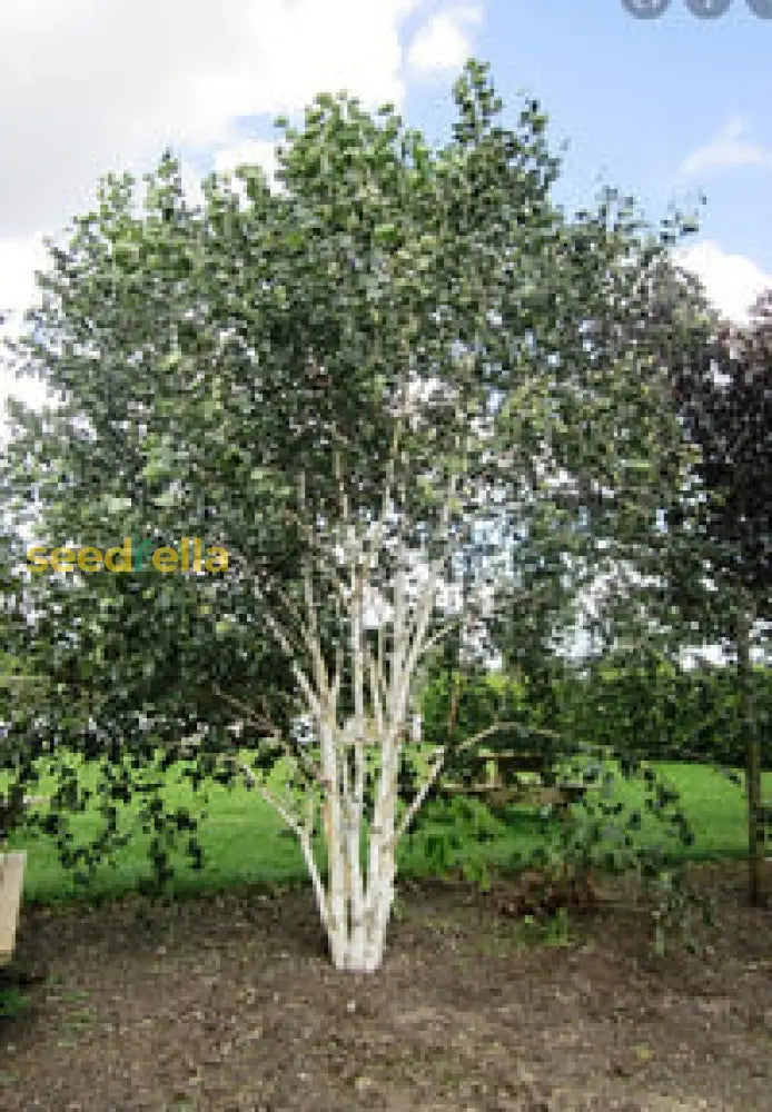 Birch Tree Seeds For Planting Plant Seeds
