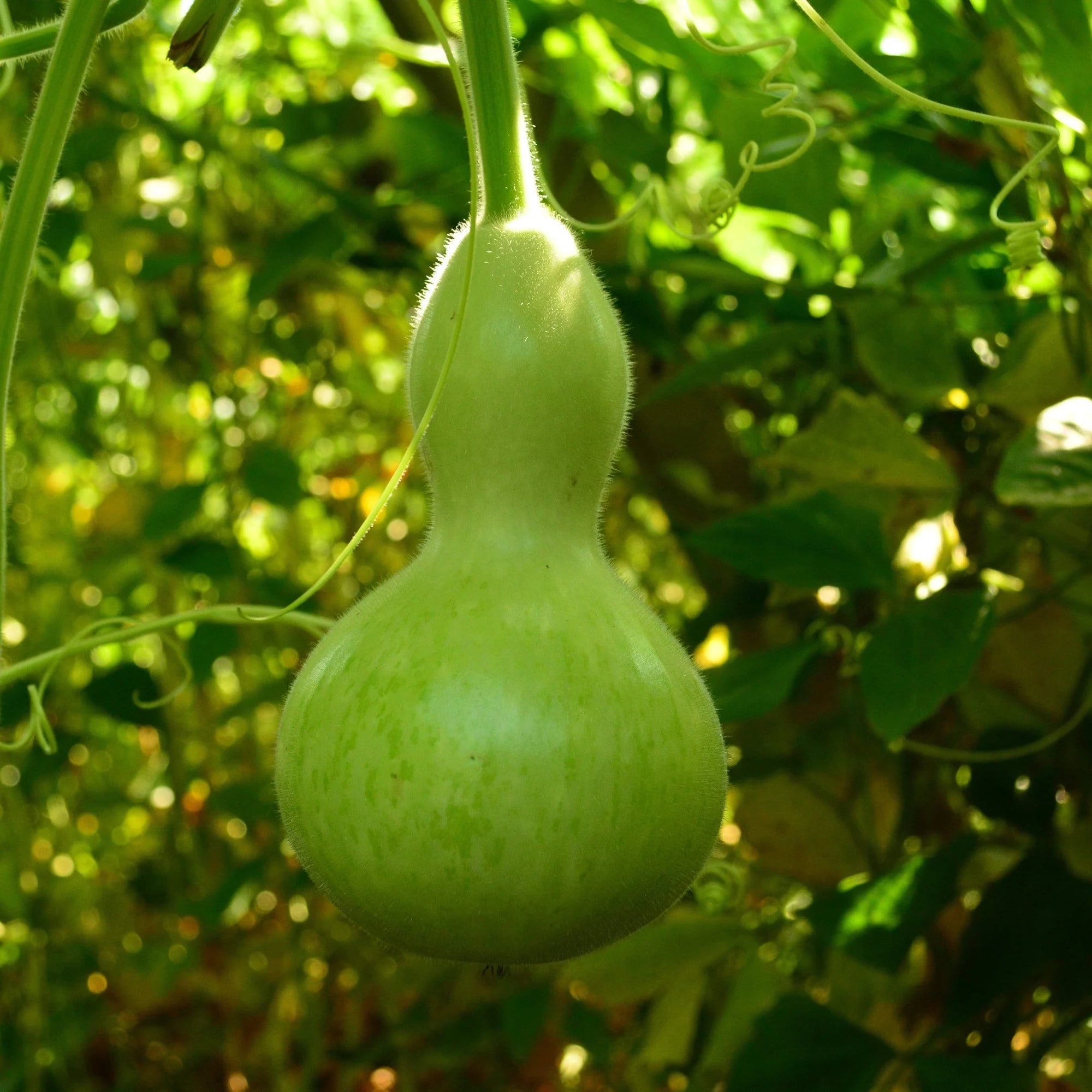 Brown Gourd Vegetable Seeds for Easy Planting