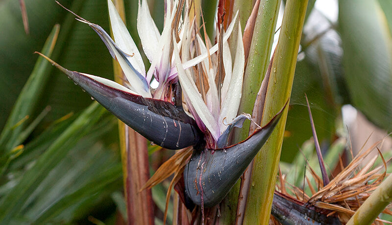 Cream Violet Strelitzia Flower seeds for Planting - Wildflower Mix, Heirloom & GMO Free Seeds for Home Garden