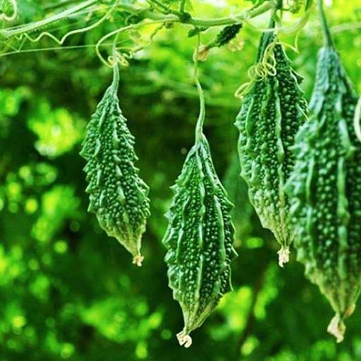 Karela Vegetable Seeds for Easy Planting at Home
