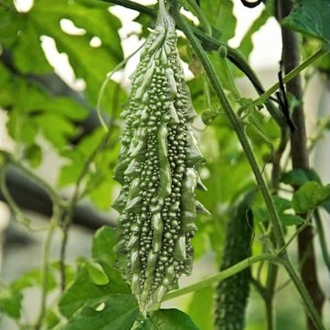 High germination bitter melon seeds for gardens