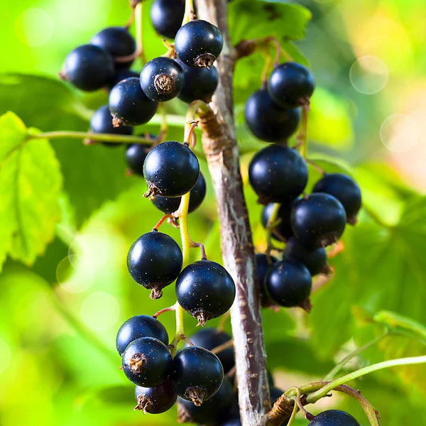 Blackcurrant Fruit Seeds for Planting - Grow Your Own Delicious Berries
