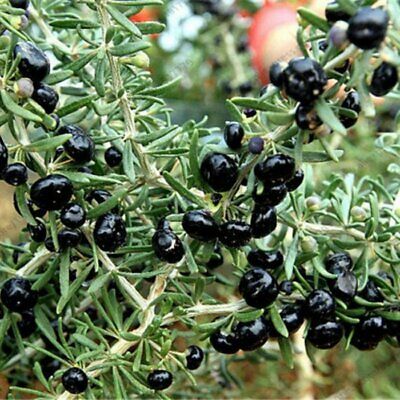 Black goji berry seeds for planting nutrient-rich superfood berries